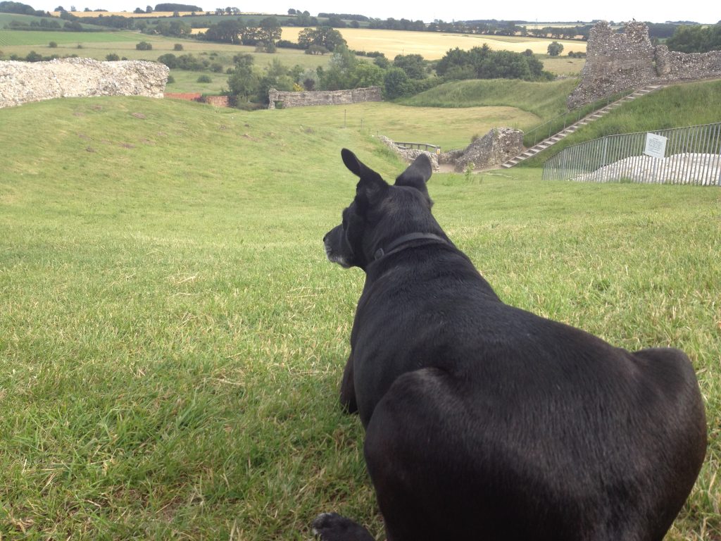 Dog admiring the view at the Castle Acre Castle ruins