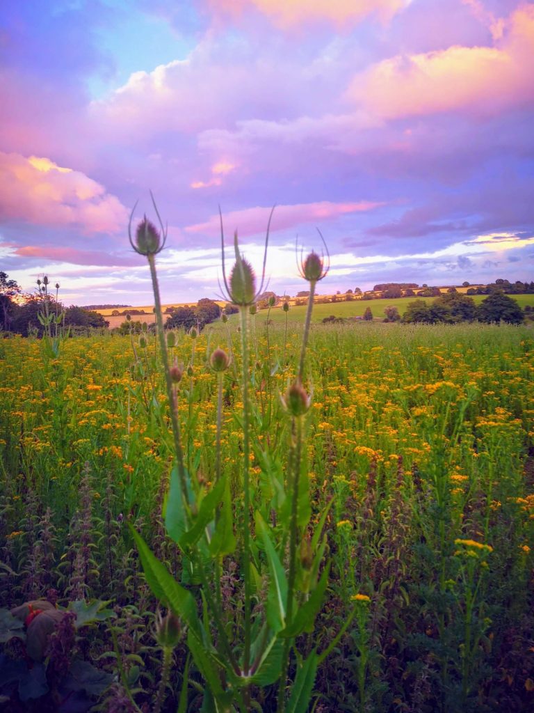 Teasel sunset in the Castle Acre countryside
